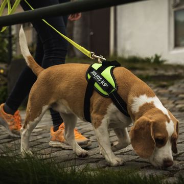 Small Dog Harness harness IDC®Power MINI Julius-K9 for dogs 4-15 kg