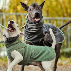 Habit chien réversible Hurtta Pull chien Razzle Dazzle Midlayer