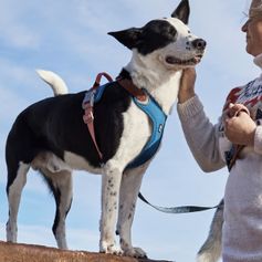 Harnais chien anti traction chauffant Hurtta Weekend Warrior Warming ECO