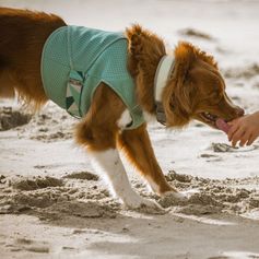 Gilet rafraichissant chien Cooling Wrap protection anti-chaleur