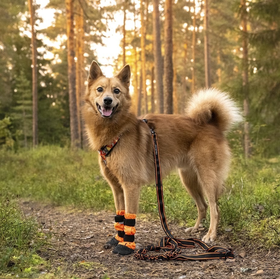 Laisse pour chien extensible Arctic Wolf POWER 236-278 cm noire et orange