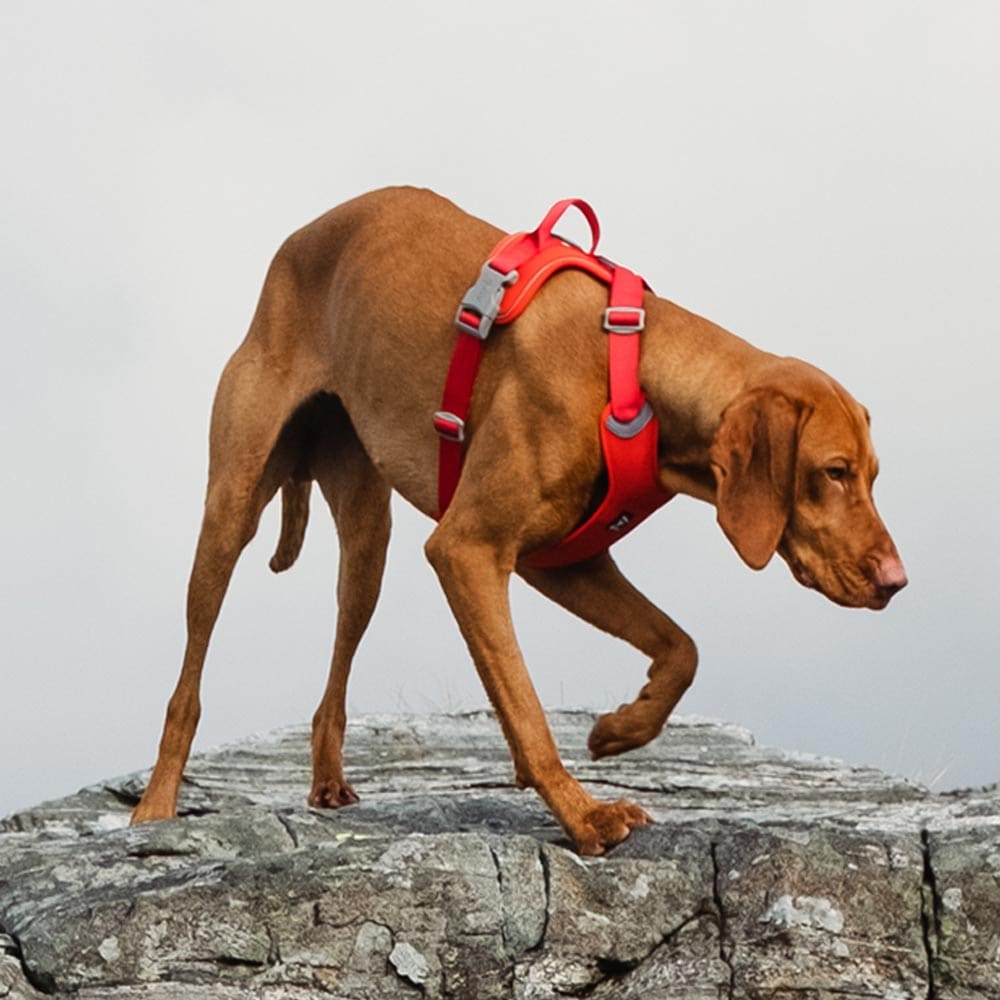 Harnais en Y Hurtta Weekend Warrior harnais y chien actif confortable
