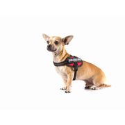Small harness IDC®Power BABY Julius-K9 dog 0-5 kg