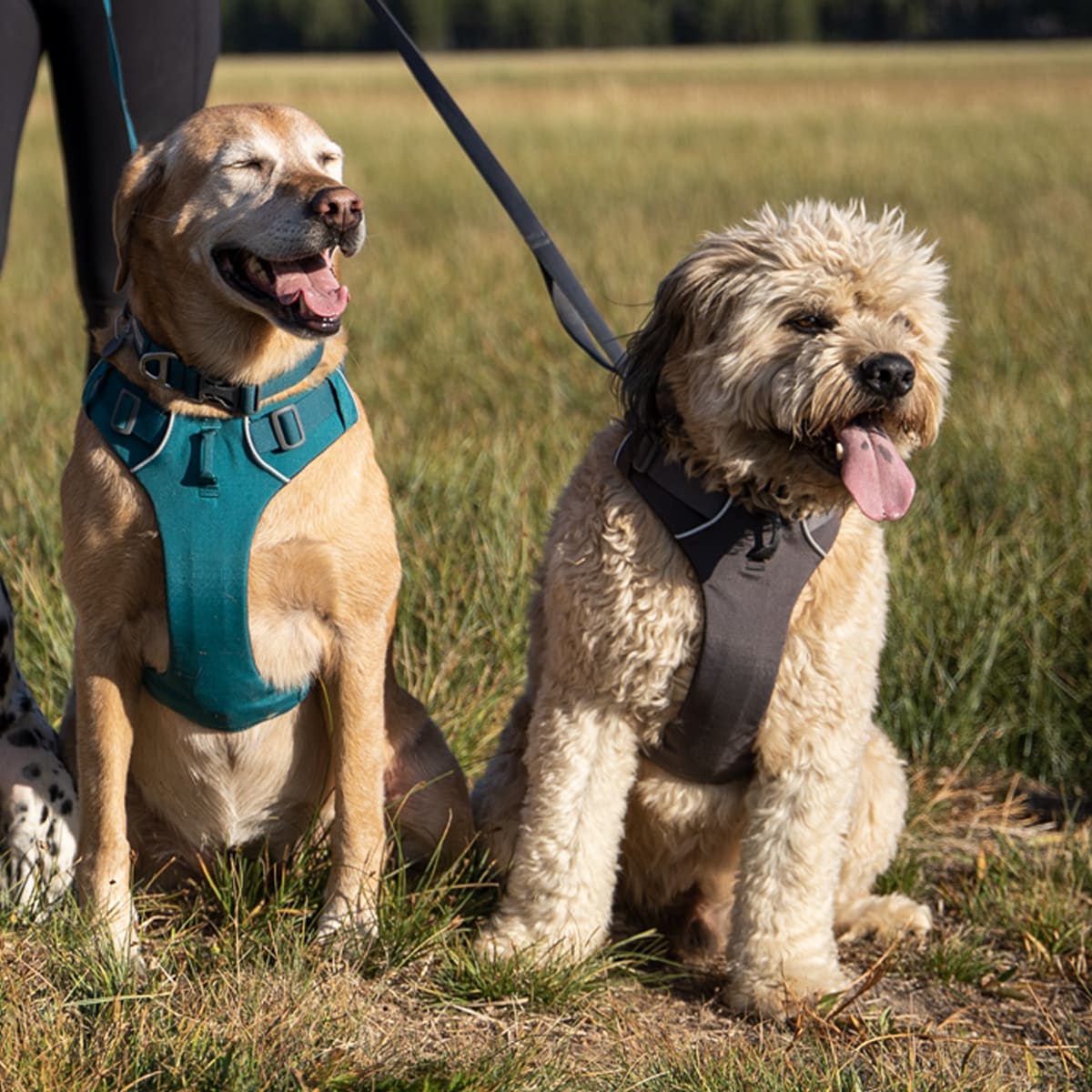 Ruffwear Front Range dog harness padded with front and back rings