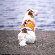 Hurtta LIFE SAVIOR life jacket for dogs