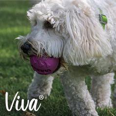 Ancol Viva Treat 8 cm Dog Candy Ball
