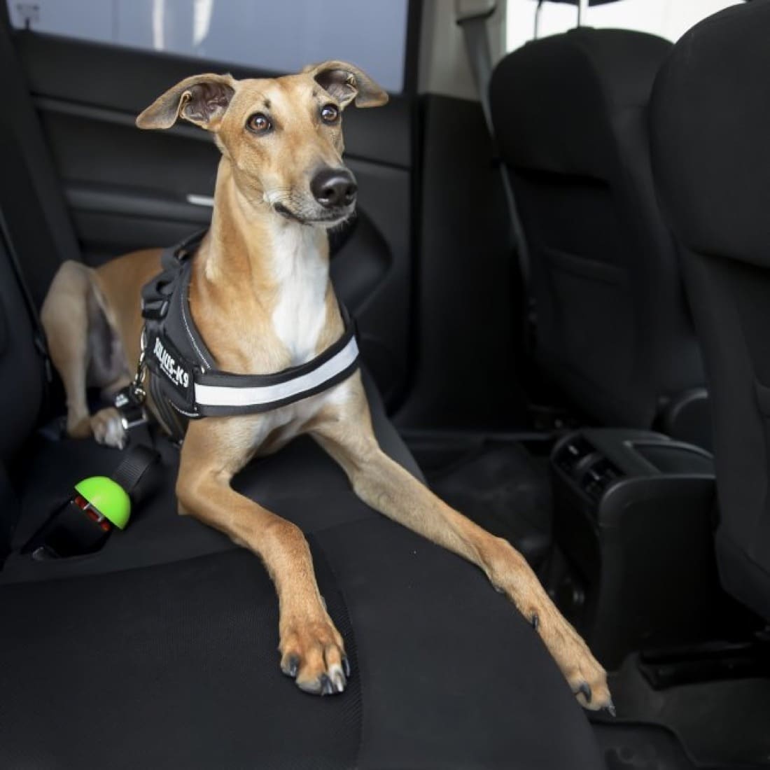 Julius-K9®StopDog® car seat belt adapter
