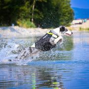 IDC® 3in1 Julius-K9 multifunctional vest for dogs