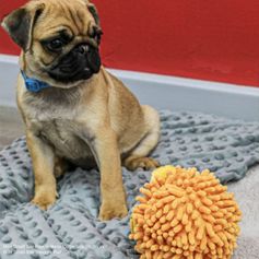 Balle multitexture à couineur Ancol lion ou éléphant pour chiens