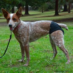 Hurtta BREEZY PANTS for bitches in heat or older dogs