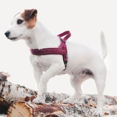 CASUAL Nordic harness for Hurtta dogs with neoprene padding