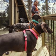 Best Y Hurtta Casual ECO Dog Harness Padded Recycled