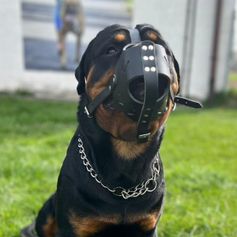 Malinois BergerAllemand DingoGear cow leather muzzle