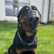 Malinois BergerAllemand DingoGear cow leather muzzle