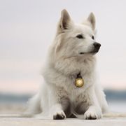 Lampe chien LED Orbiloc Dog Dual Safety Light étanche longue portée