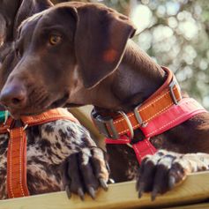 Padded Casual ECO Dog Collar Padded and Recycled