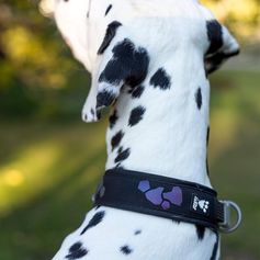 Hurtta WEEKEND WARRIOR padded reflective collar for dogs