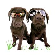 Glasses Doggles ILS maximum protection for dogs