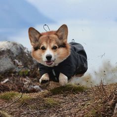 Waterproof coat Hurtta DRIZZLE for dogs in breathable mesh