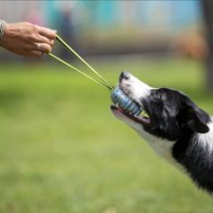 Balle antibactérienne JK9®Duoplay à poignée extensible anti-glisse