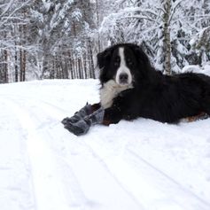 Pair of snow and cold dog boots HALLA LUX TopGrip sole