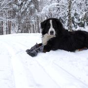 Pair of snow and cold dog boots HALLA LUX TopGrip sole