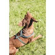 Reflective and padded neoprene Y-harness for large Hurtta dogs