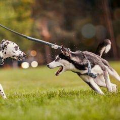 Hurtta Spring Razzle-Dazzle 1.80 m x 25mm Stretch Spring Leash