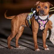 Harness luminous dog FLUO Hurtta Harness in Y visibility vest