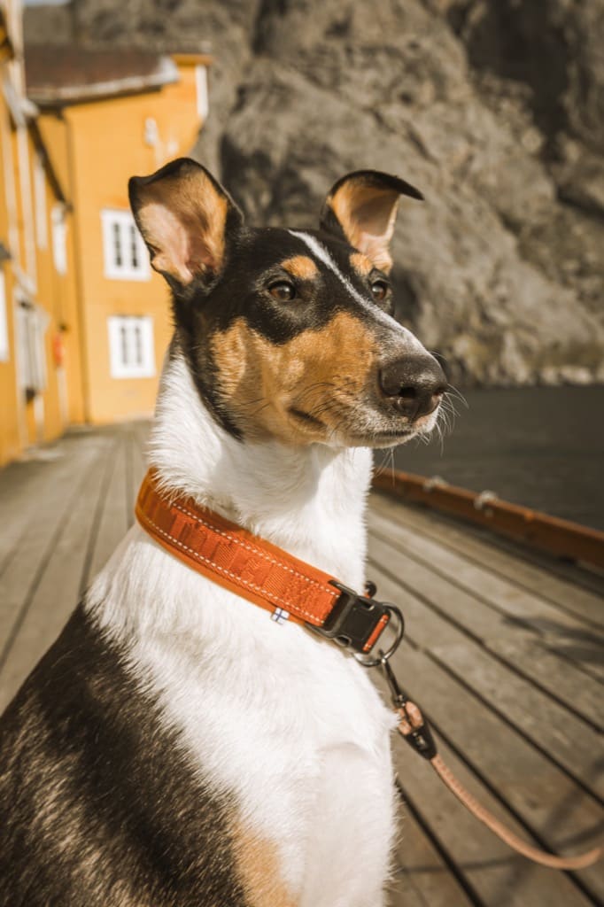 CASUAL Hurtta padded dog collar