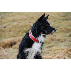 Hurtta VENTURE lightweight padded collar for dogs