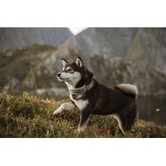 Collier VENTURE rembourré pour grands chiens gris XLARGE 55-65 cm