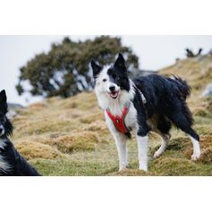 Hurtta VENTURE lightweight active dog anti-pull harness with handle