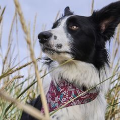 Zhero Dog Safety Wrap ECO Hurtta