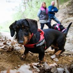 IDC®Color&Gray® Belt T-Harness the lightweight Julius-K9 webbing harness