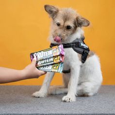 Friandise chien hypoallergénique Barre protéinée Julius-K9 chien 50g lapin carottes