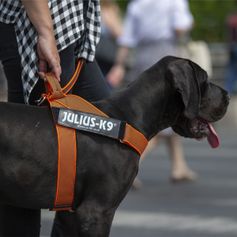 IDC®Color&Gray® Belt T-Harness the lightweight Julius-K9 webbing harness