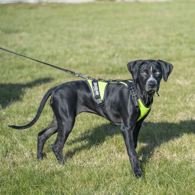 Dog traction harness JK9 Air Mesh Mantrailing in yellow fluo mesh