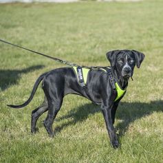 Dog traction harness JK9 Air Mesh Mantrailing in yellow fluo mesh