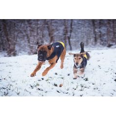 IDC® Julius-K9 neoprene dog coat