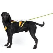 Mantrailing Julius-K9 Y-harness for dogs for tracking and sport