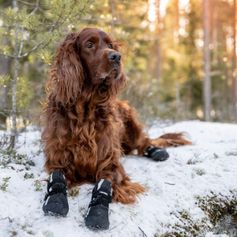 Chaussures chiens en softshell Finnero lot de 4 chaussons neige chien