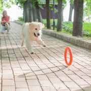 PitchDog ring toy ideal for active dogs
