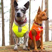 Hurtta visibility jacket for small dogs in padded softshell