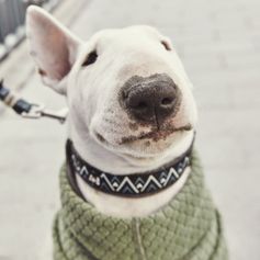 Hurtta Razzle-Dazzle Padded Necklace grows with the dog