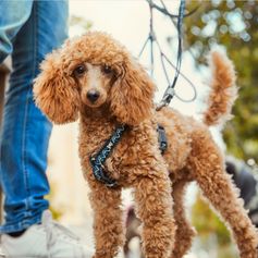 Hurtta Razzle-Dazzle Y harness padded and grows with the dog