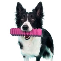 Dog stick STICK 5 purple