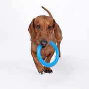 Frisbee dog SKY RINGS for dog to shoot natural rubber toy