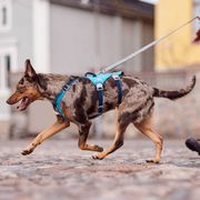 Hurtta Venture No-Pull Harness Y-ring Front