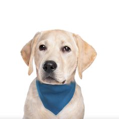 Cooling bandana for FouFou dogs